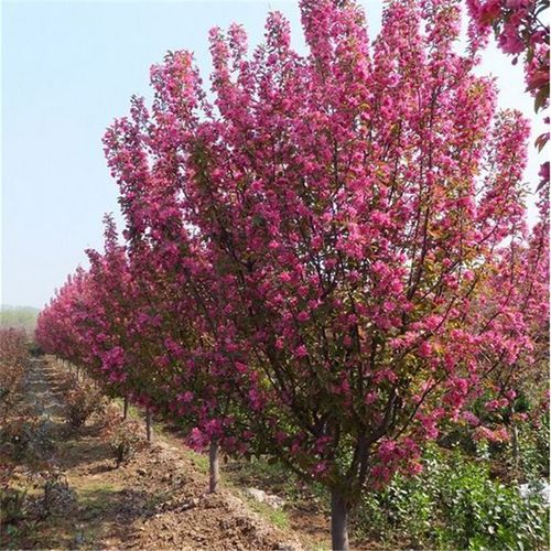 安徽5公分绚丽海棠绿化苗木品种优良