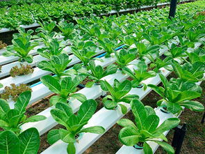 山东阳谷打造蔬菜产业示范带