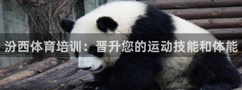 焦点娱乐官网下载安装：汾西体育培训：晋升您的运动技能