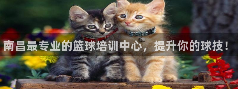 焦点娱乐有限公司怎么样：南昌最专业的篮球培训中心，提