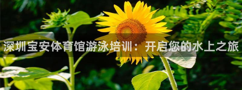 焦点娱乐传媒有限公司怎么样啊赚钱吗：深圳宝安体育馆游泳培训：
