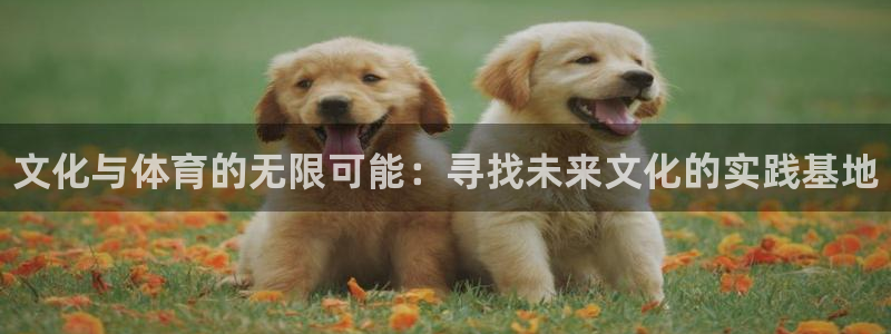 焦点娱乐平台注册账号是什么样的：文化与体育的无限可能